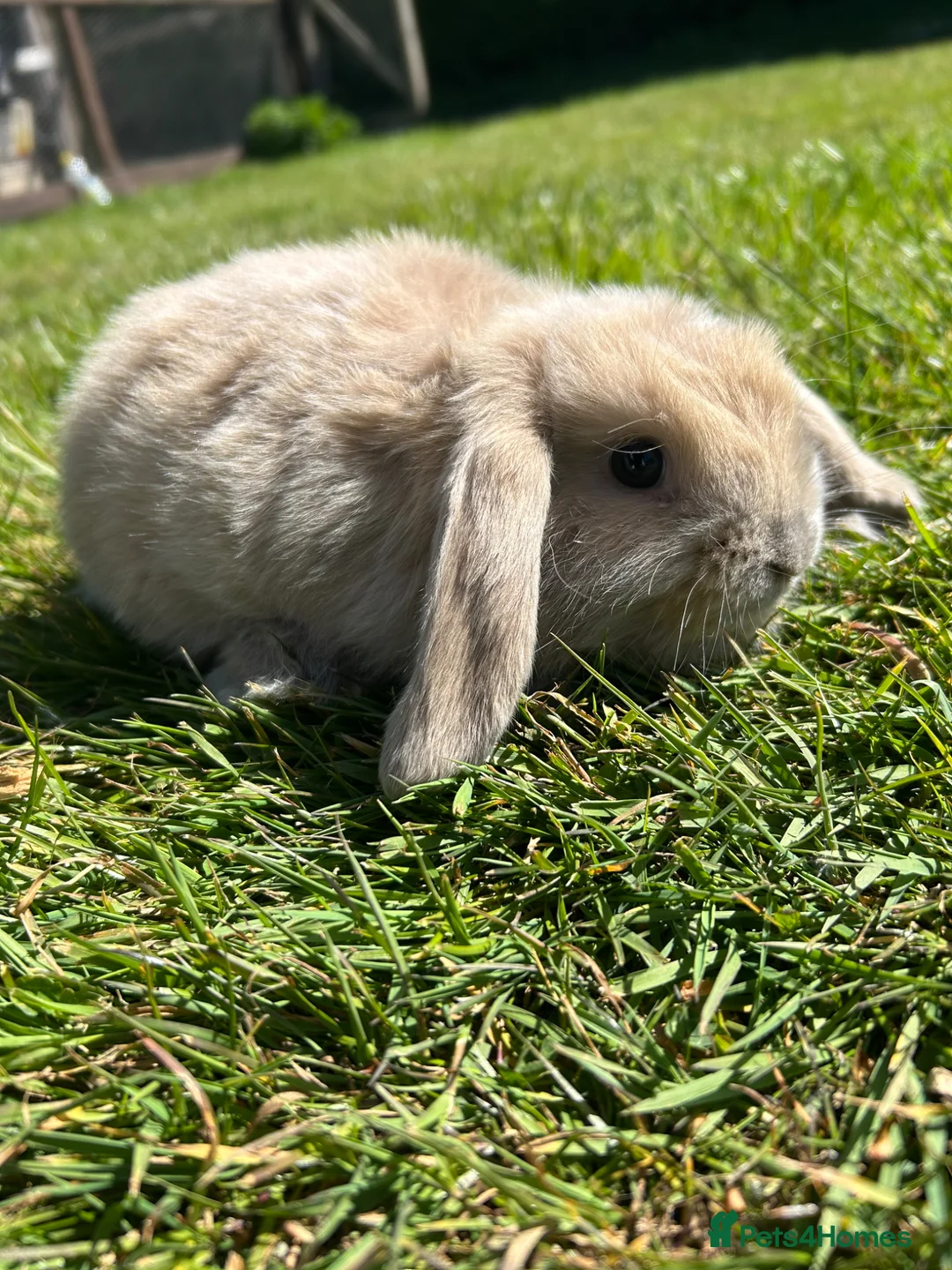 Mini Lop rabbits for sale: Mini lop female  - Advert 5
