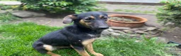Mixed Breed dogs for adoption: ❤️🐶 GINA – GENTLE PEOPLE, PLAYFUL DOGS in Burton-on-Trent - Advert 1