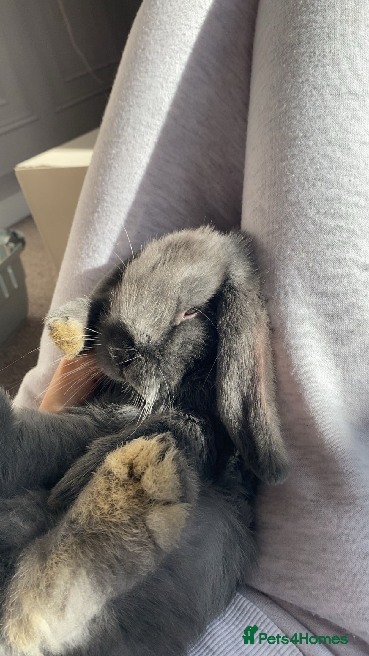 Mini Lop rabbits Mini lop bunny  - Advert 2