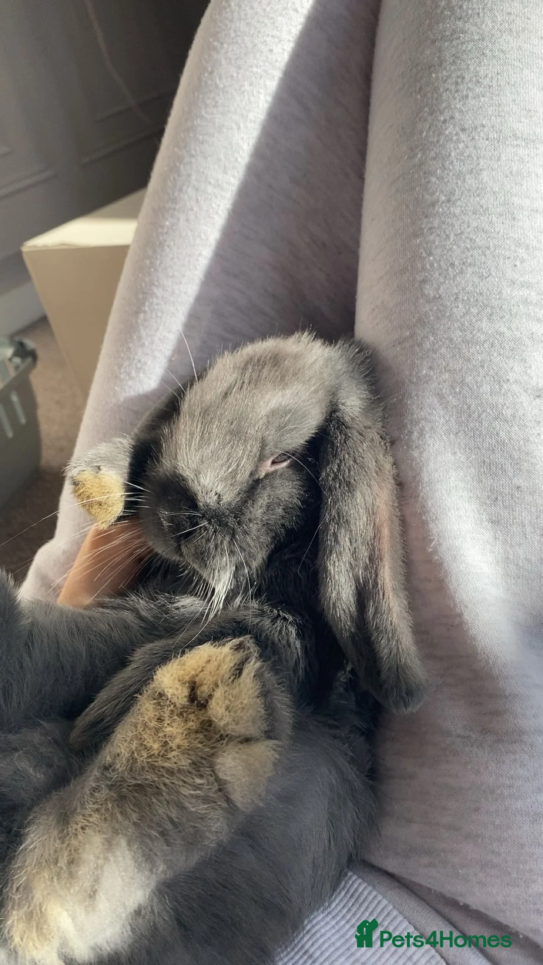 Mini Lop rabbits for sale: Mini lop bunny  - Advert 1