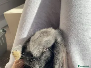 Mini Lop rabbits Mini lop bunny - Advert 2