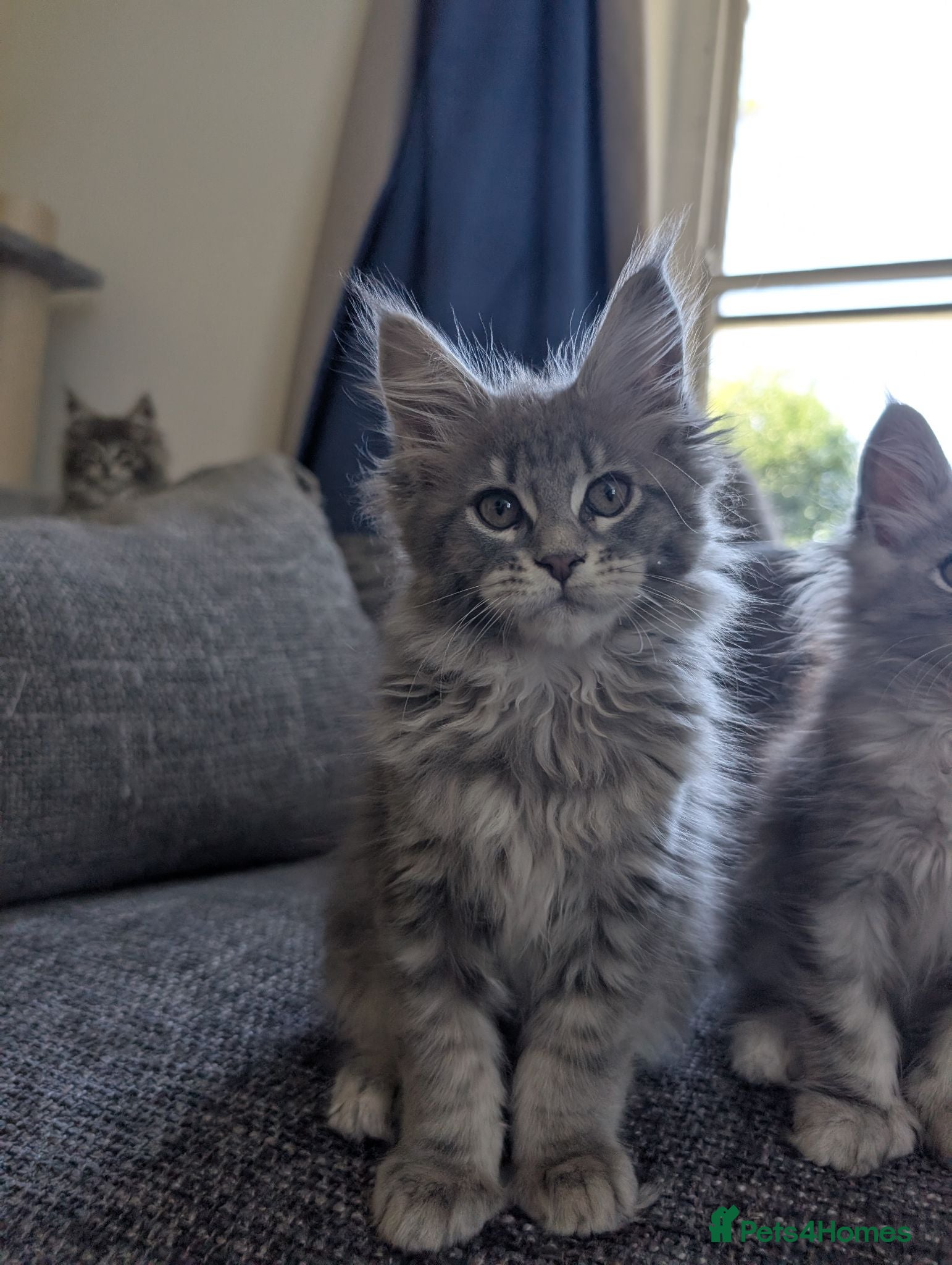 Maine Coon cats TICA Registered Maine Coon Kittens  - Advert 4