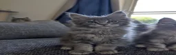 Maine Coon cats for sale: TICA Registered Maine Coon Kittens  - Advert 1