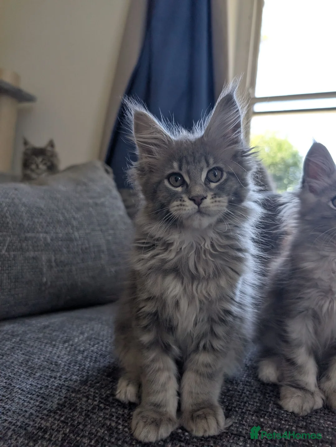 Maine Coon cats for sale: TICA Registered Maine Coon Kittens  - Advert 1