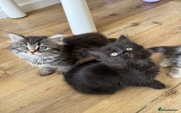 Persian cats for sale: Persian / British shorthair mix 🩷8 weeks old 🩷 - Image 15