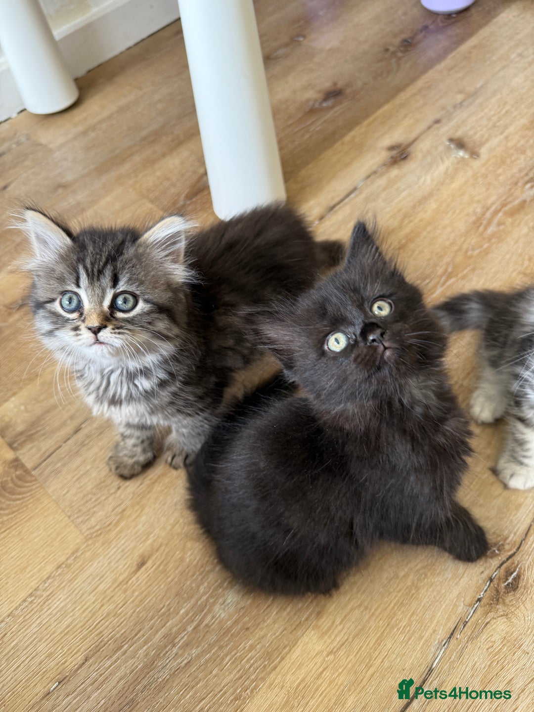 Persian cats for sale: Persian / British shorthair mix 🩷8 weeks old 🩷 - Image 15