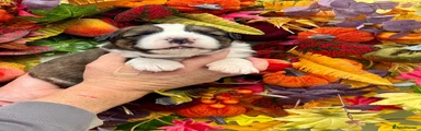 Bernese Mountain Dog 1