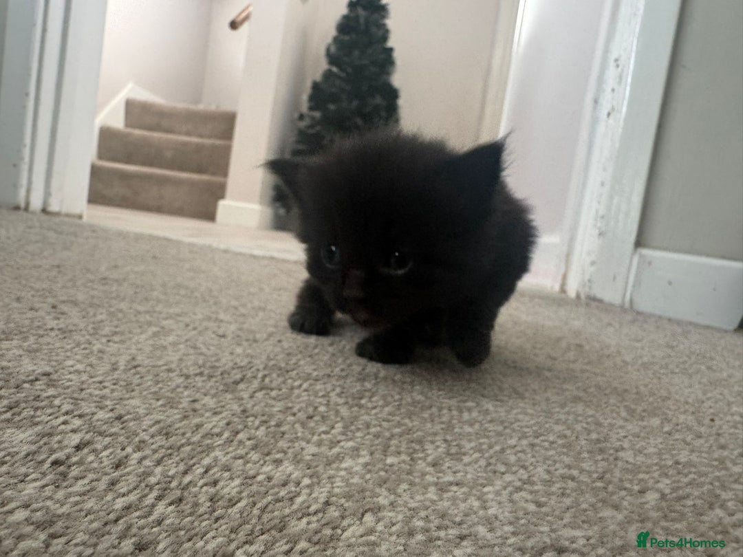 Ragcoon cats for sale: BEAUTIFUL RAGCOONS - Advert 19