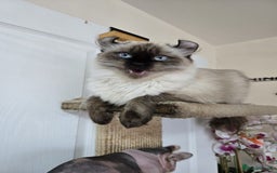 American Curl cats for sale: Two very rare and wonderful kittens for sale - Image 32