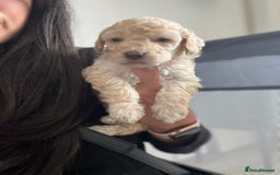 Mixed Breed dogs for sale: Cockapoochon Puppies.  - Image 13