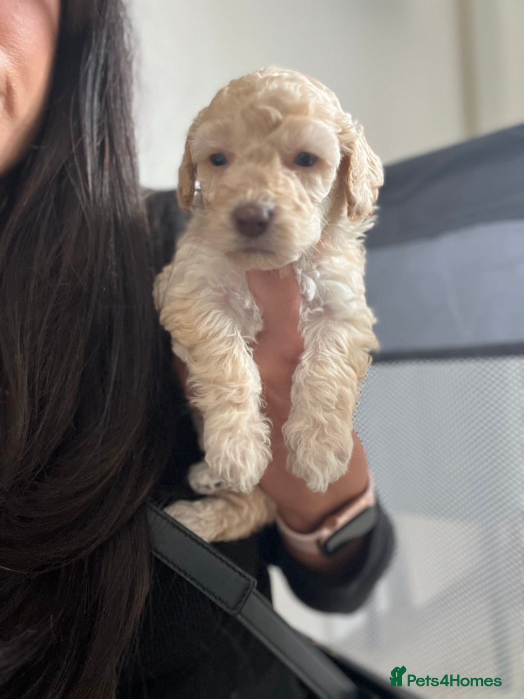 Mixed Breed dogs for sale: Cockapoochon Puppies.  - Image 13