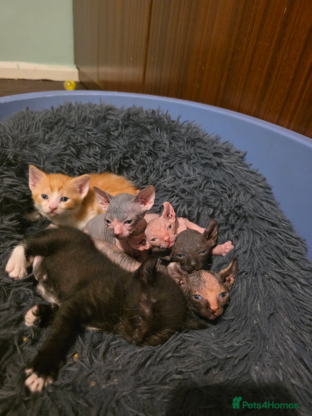 Mixed Breed cats for sale: Adorable Male Kitten – Sphynx x Devon Rex Cross - Advert 12