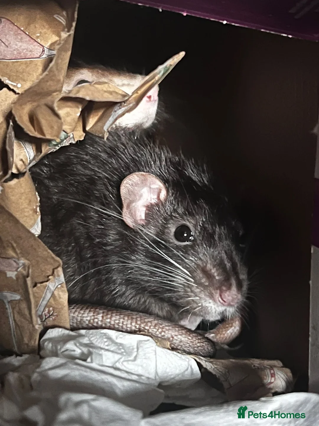 Rat rodents for sale: Rehoming  - Advert 7