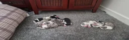 Border Collie dogs for sale: 10 Border Collie pups - Advert 32
