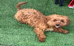 Cavapoo dogs for sale: F1 cavapoo puppies 2 girls 1 boy available now  - Image 4