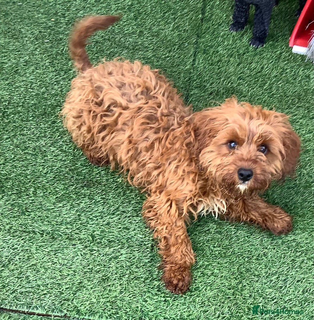 Cavapoo dogs for sale: F1 cavapoo puppies 2 girls 1 boy available now  - Image 4