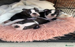 Boston Terrier dogs for sale: KC  Registered 🐕❤️🏠 Puupy 🐕💙🏠Boston Terrier  - Image 20