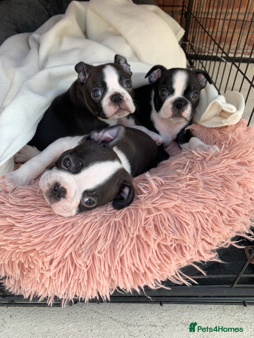 Boston Terrier dogs for sale: KC  Registered 🐕❤️🏠 Puupy 🐕💙🏠Boston Terrier  - Image 20