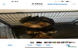 Cavapoo dogs for sale: Last cavapoo puppy available.  - Image 3