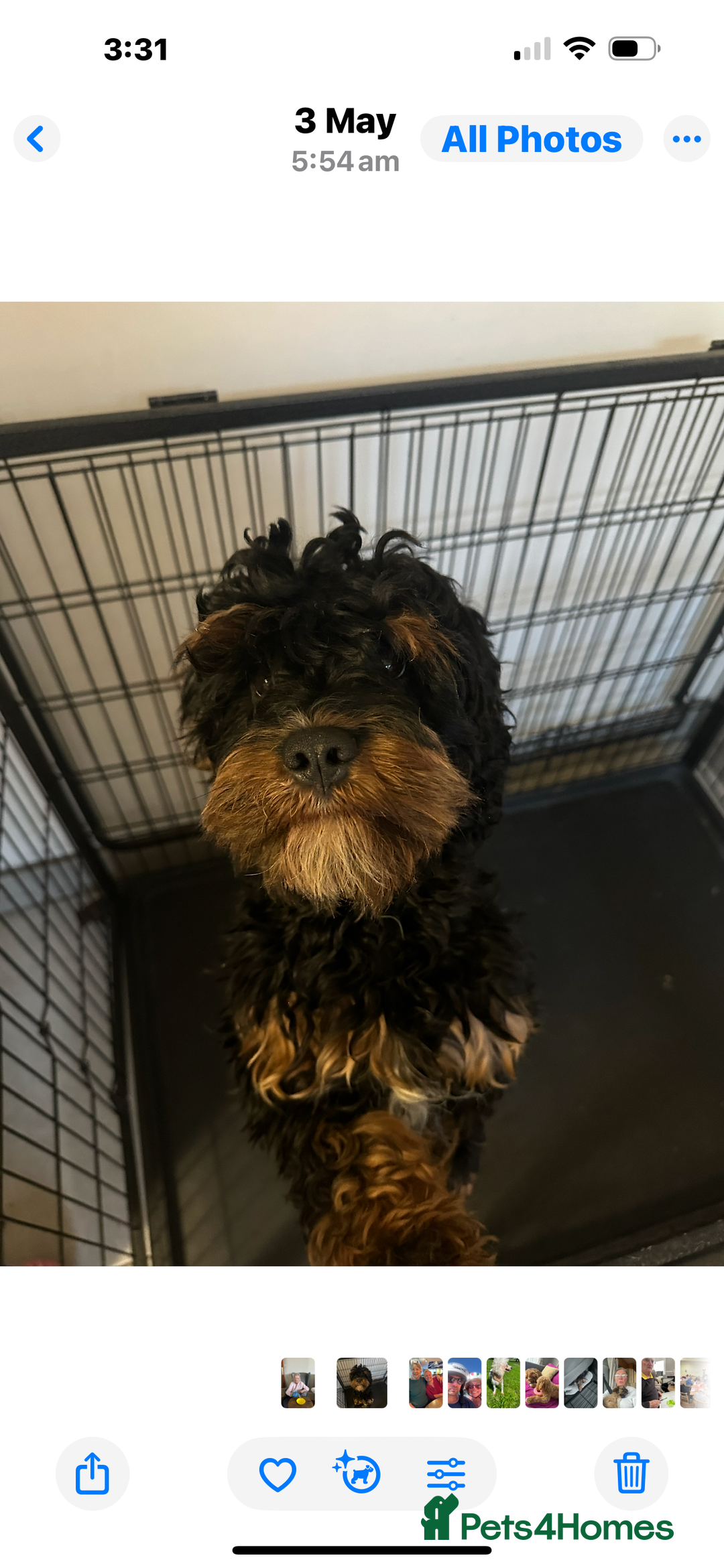 Cavapoo dogs for sale: Last cavapoo puppy available.  - Image 3