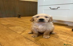 Golden Retriever dogs for sale: Beautiful litter of KC reg Golden Retriever pups  - Image 4