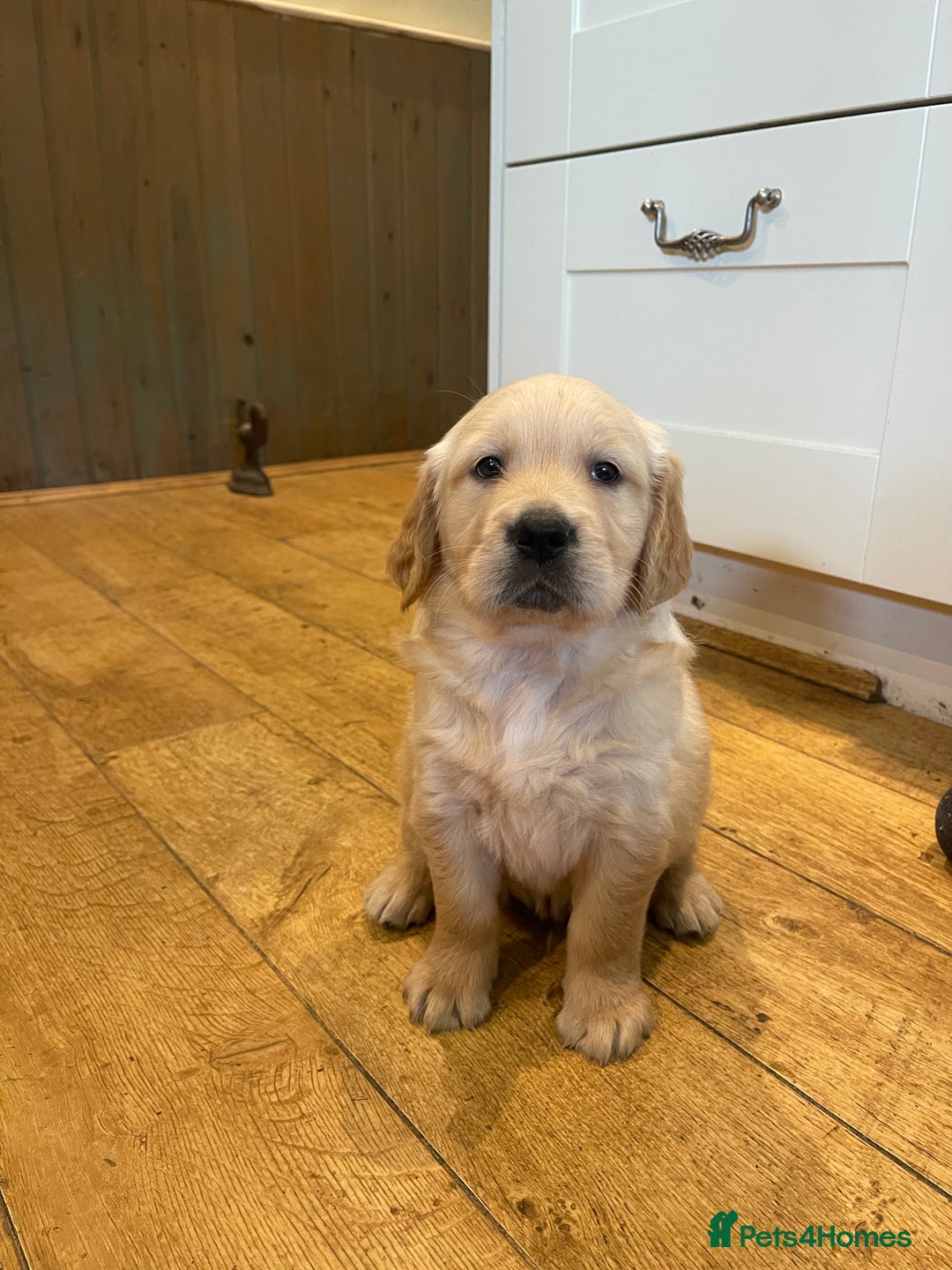Golden Retriever dogs for sale: Beautiful litter of KC reg Golden Retriever pups  - Image 4