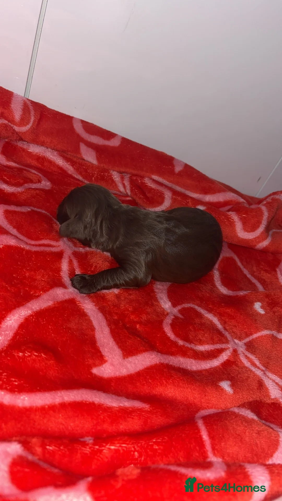 Cocker Spaniel dogs for sale: 4 working cocker spaniel males  - Advert 6