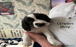 English Springer Spaniel dogs for sale: English Springer Spaniels - Image 3