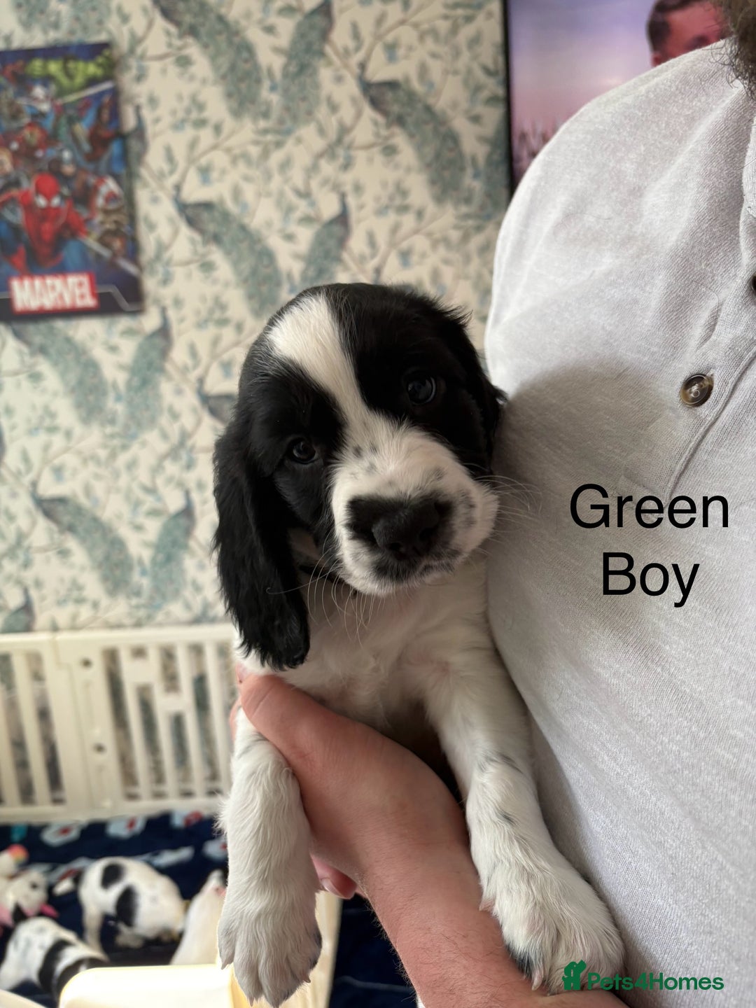 English Springer Spaniel dogs for sale: English Springer Spaniels - Image 3