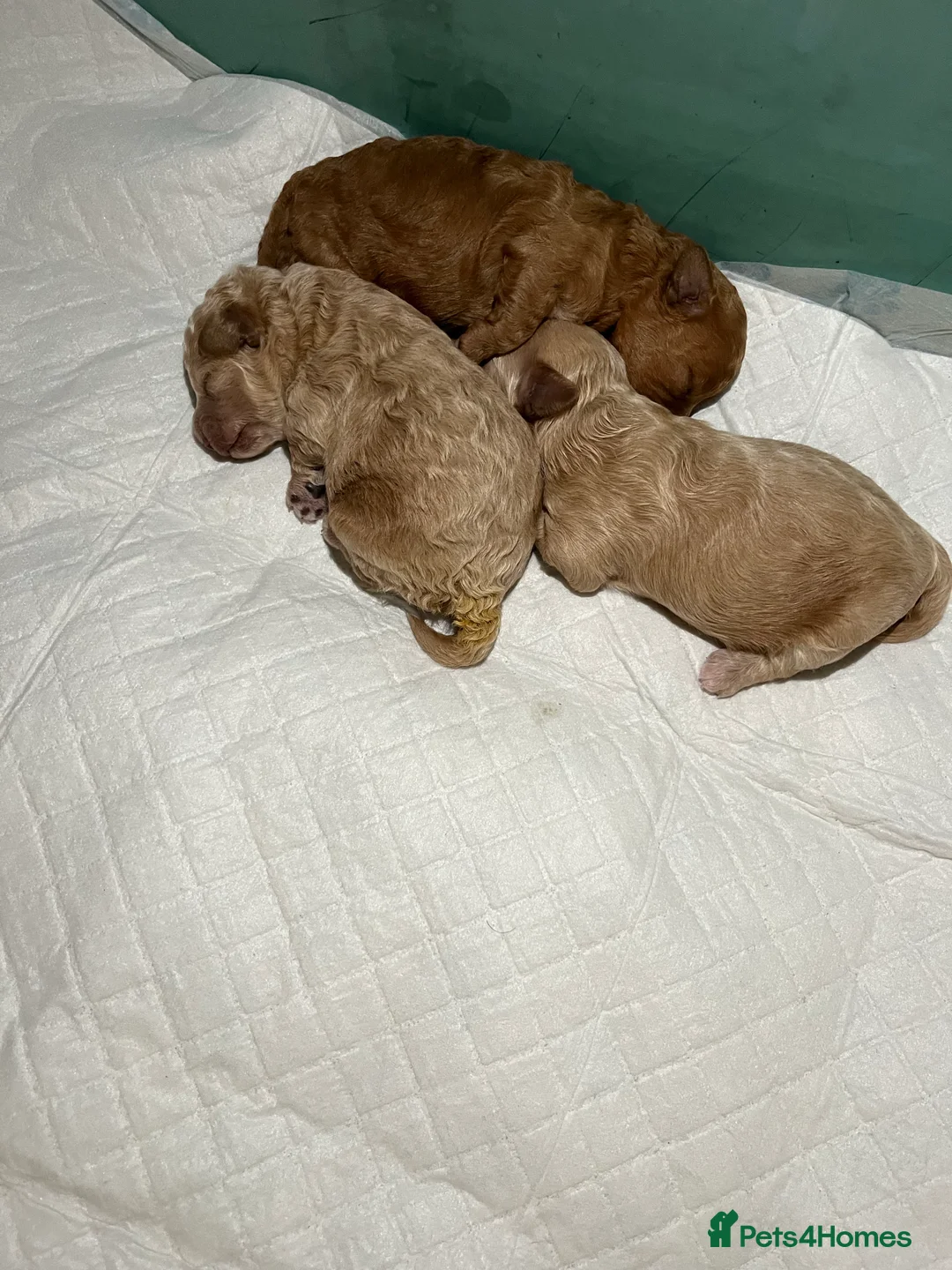 Toy Poodle dogs for stud: KC Red Toy Poodle in Cardigan - Advert 10