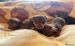 Jack Russell dogs for sale: Much Wenlock stunning miniature puppy  - Advert 9