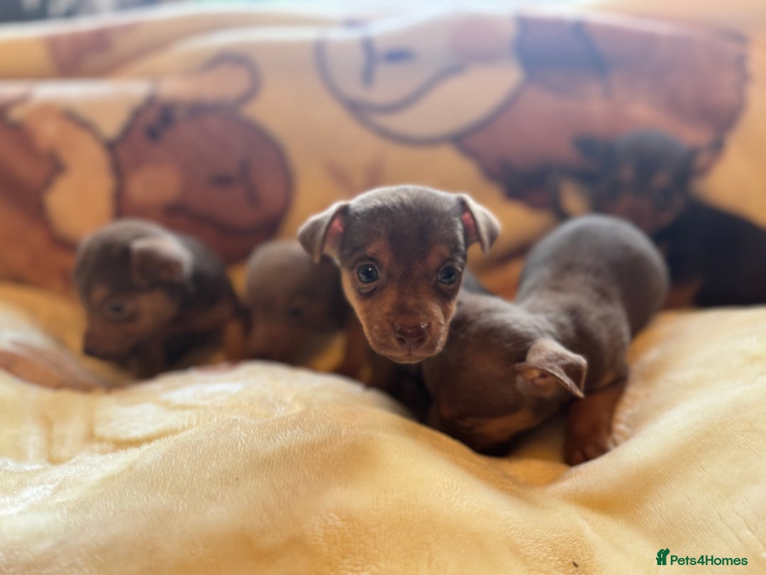 Jack Russell dogs for sale: Much Wenlock stunning miniature puppy  - Advert 9