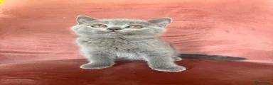 Boy 2