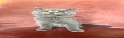 British Shorthair cats for sale: 5 BEAUTIFUL BRITISH SHORTHAIR 💕 - Advert 3