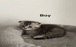 Scottish Fold cats for sale: Scottish kittens - Image 3