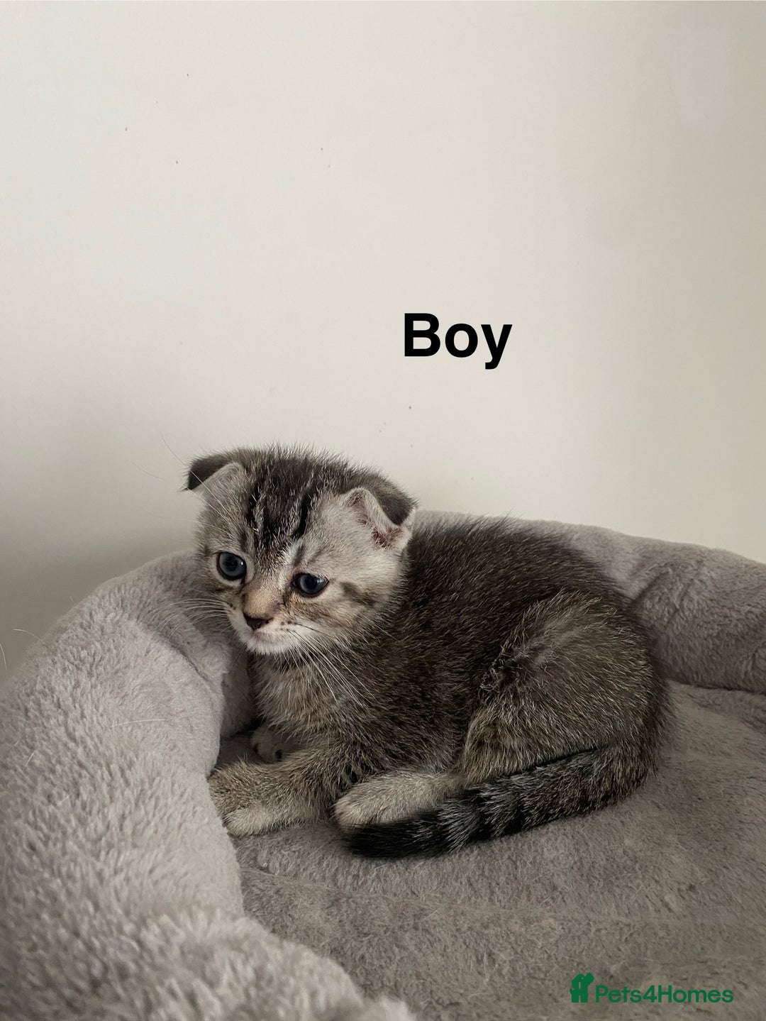 Scottish Fold cats for sale: Scottish kittens - Image 3