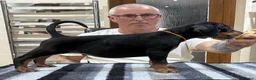 Dobermann dogs for sale: Top Quality Dobermann Puppies Available - Advert 14