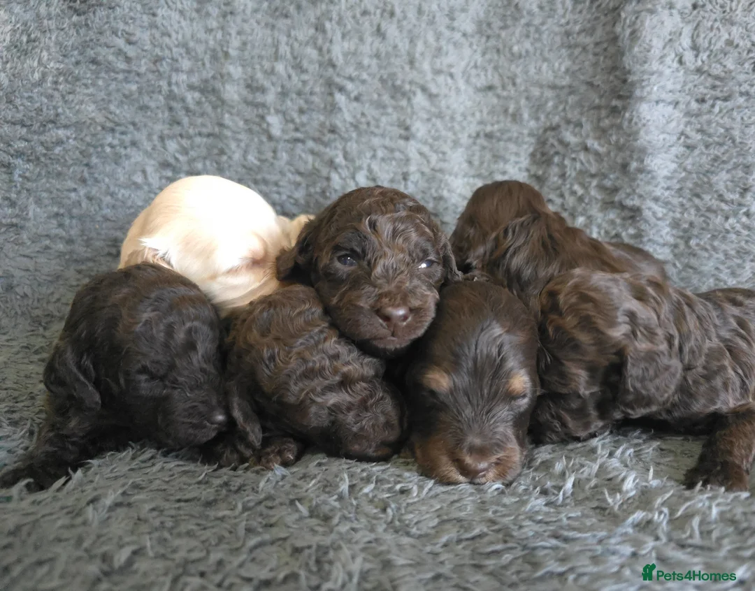 Cavapoo dogs for sale: F1b Cavapoos. DNA Tested. Heart Checked - Advert 2