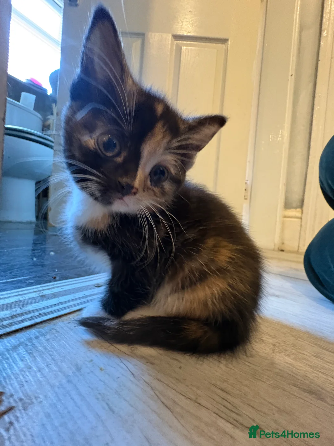Aegean cats for sale: Aegean Kitten Female looking for forever home ❤️ - Advert 36