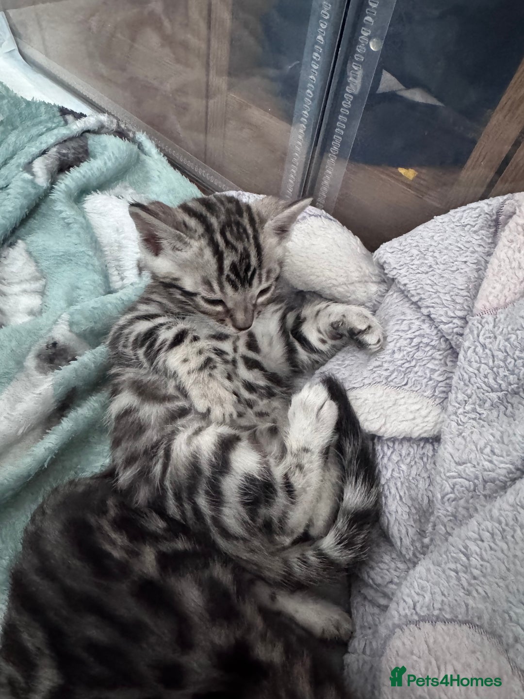Bengal cats for sale: Ready mid March. Stunning TICA-registered Bengals  - Advert 22