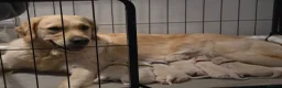 Golden Retriever dogs for sale: 6 gorgeous puppy Golden Retrievers for sale. - Advert 8