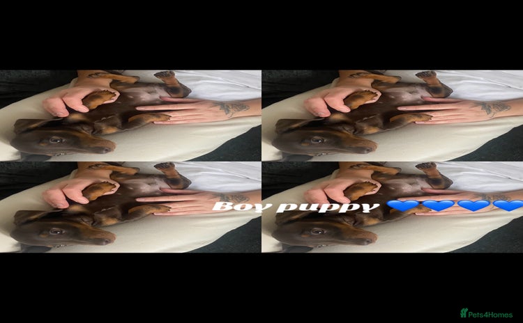 Dachshund dogs - Advert 3