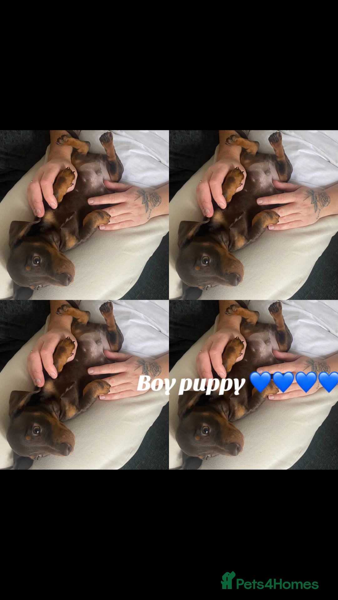 Dachshund dogs for sale: dashounds boys choc and tan - Image 2