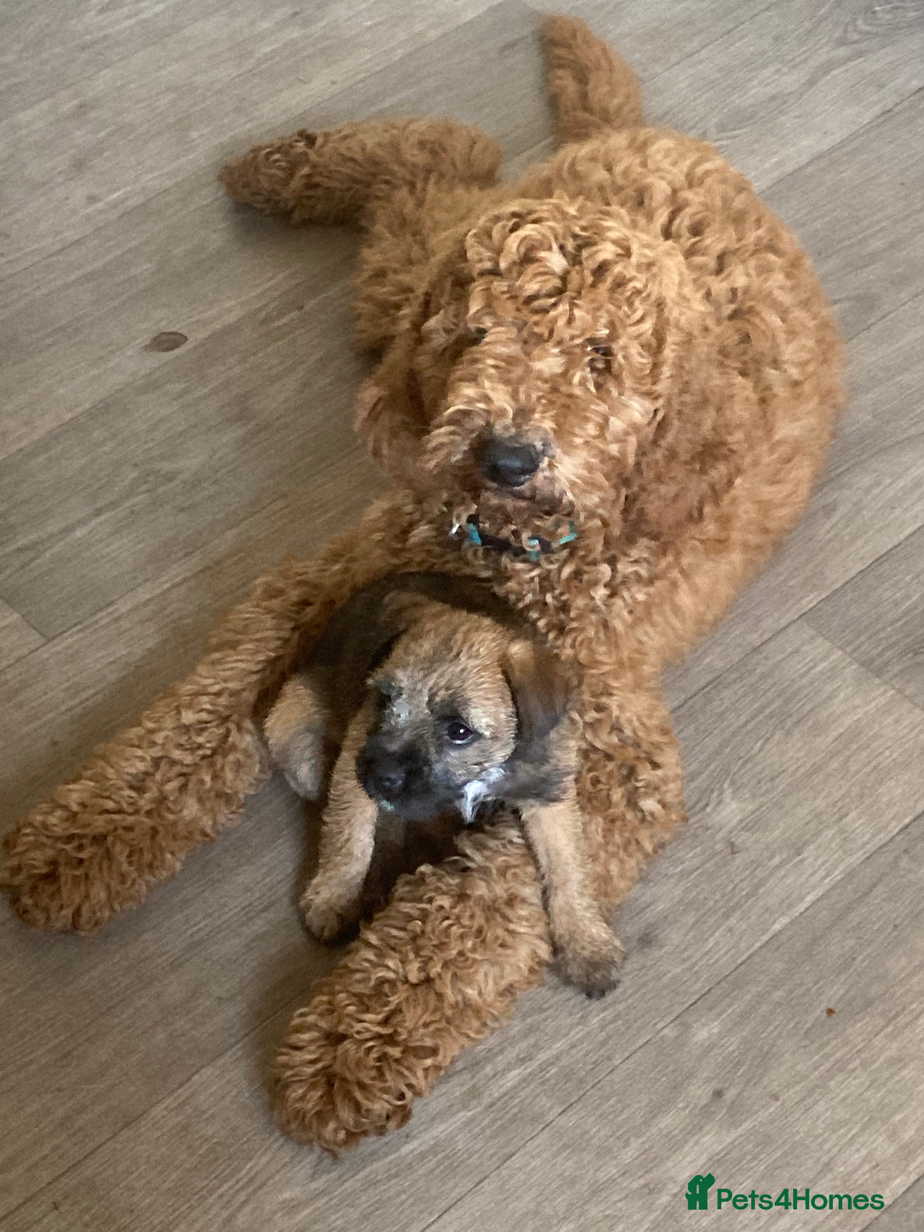 Standard Poodle dogs Gorgeous red standard poodle Trigger - Advert 1