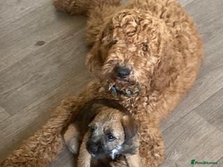 Standard Poodle dogs Gorgeous red standard poodle Trigger - Advert 2