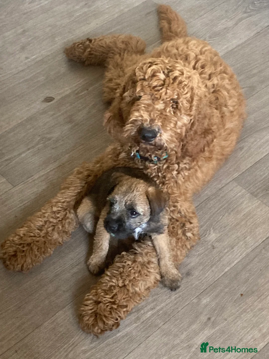 Standard Poodle dogs for stud: Gorgeous red standard poodle Trigger - Advert 1