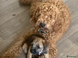 Standard Poodle dogs Gorgeous red standard poodle Trigger - Advert 23