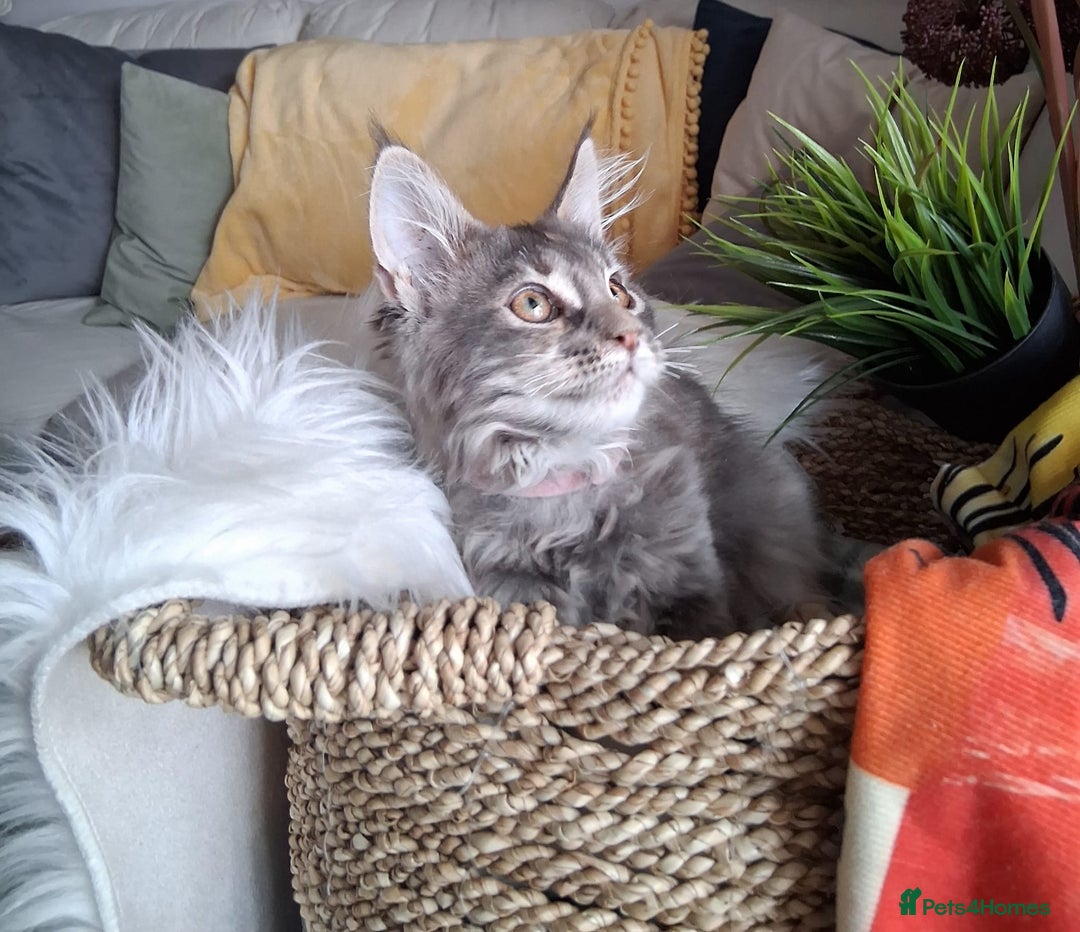 Maine Coon cats for sale: MAINE COON XL purebred registered active - Image 21