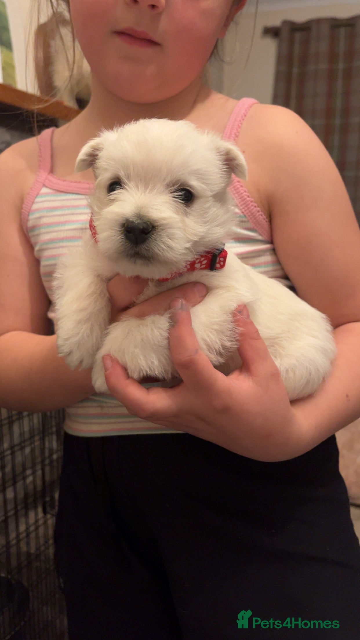 West Highland Terrier dogs Beautiful west highland pups  - Advert 2