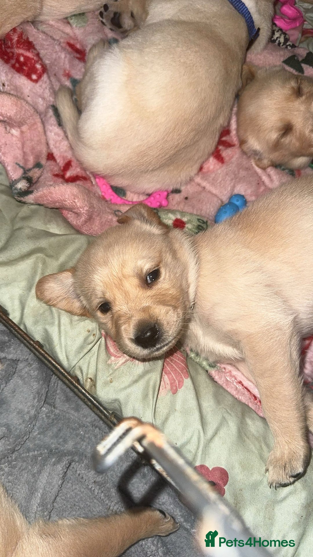 Goldador dogs for sale: Beautiful goldador puppies  - Image 10